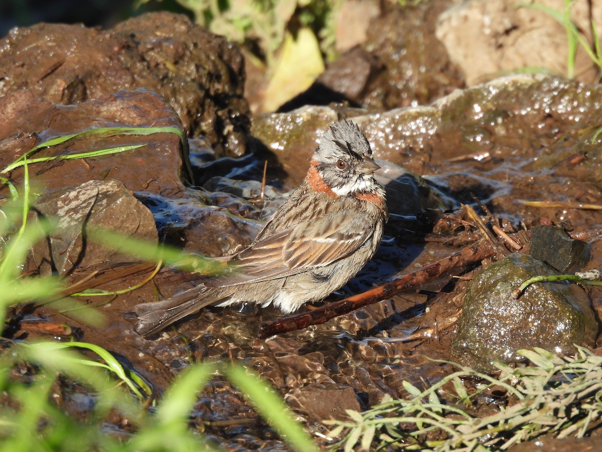 Rufous-collared Sparrow - ML622901938