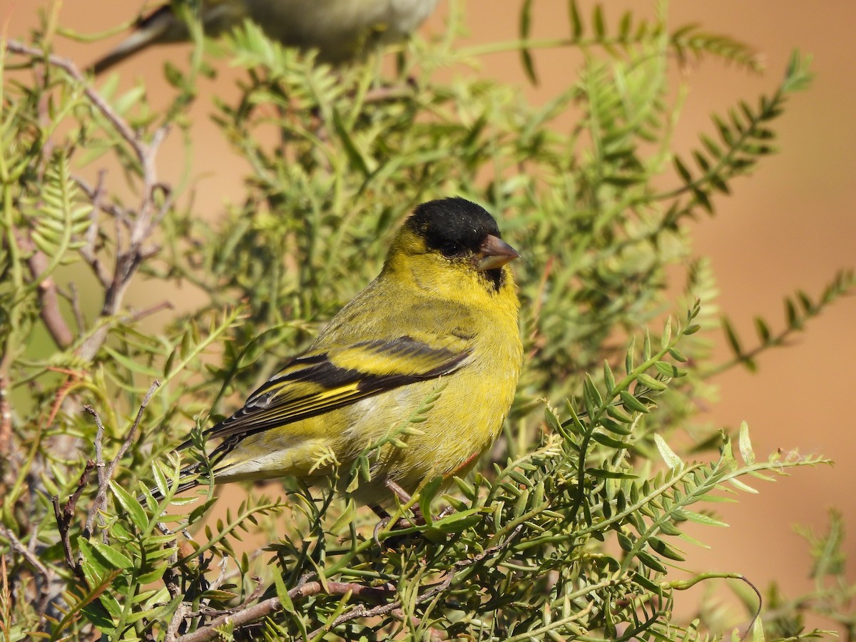 Black-chinned Siskin - ML622901961