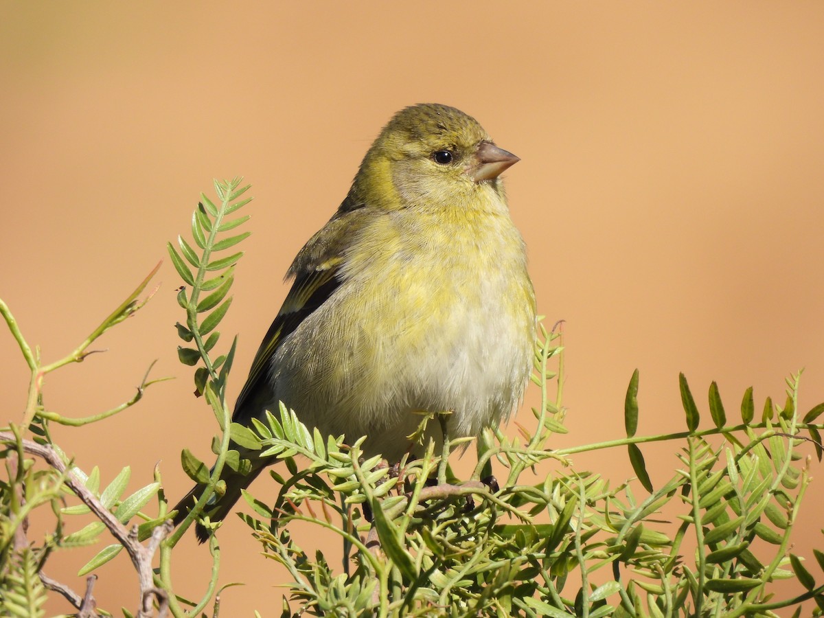 Black-chinned Siskin - ML622901964