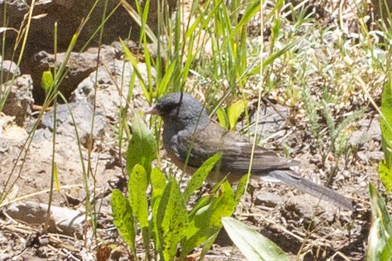 Junco Ojioscuro (mearnsi) - ML622901984
