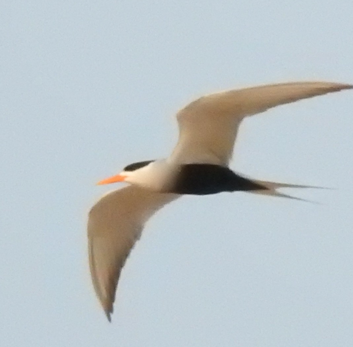 Black-bellied Tern - ML622901985