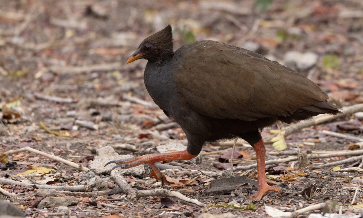 Orange-footed Megapode - ML622902040