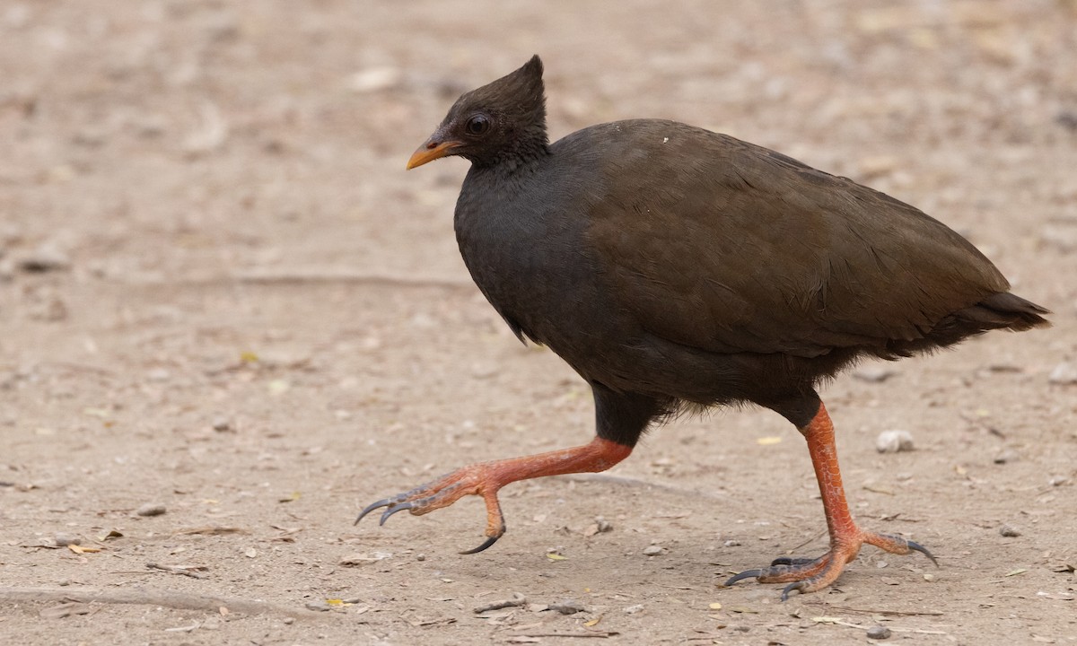 Orange-footed Megapode - ML622902041