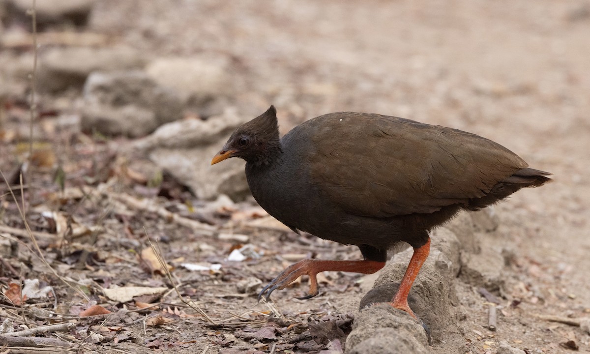 Orange-footed Megapode - ML622902042