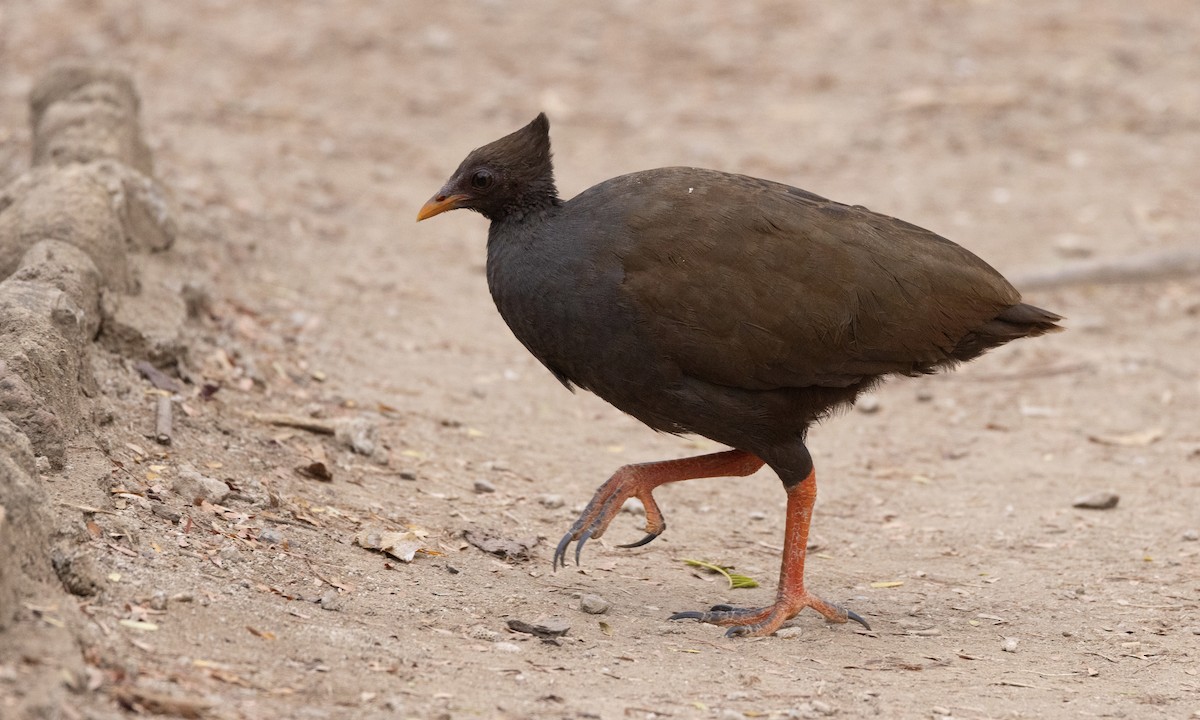 Orange-footed Megapode - ML622902043