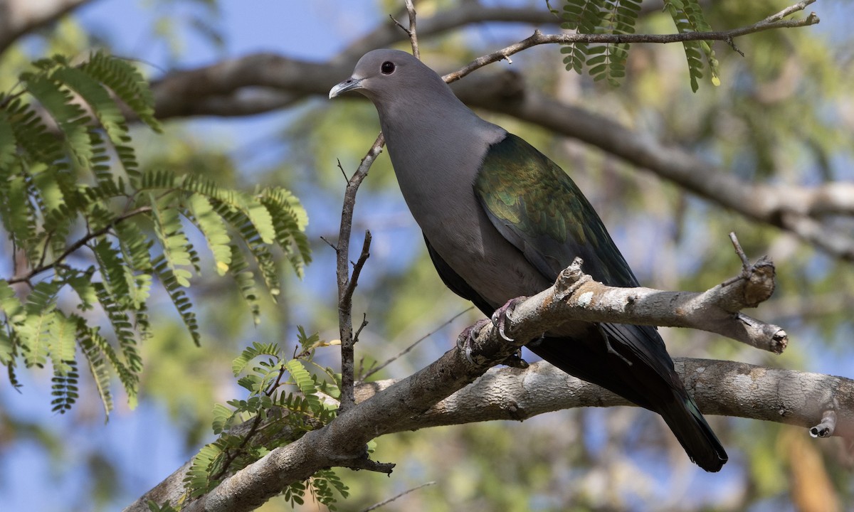 Green Imperial-Pigeon - ML622902050