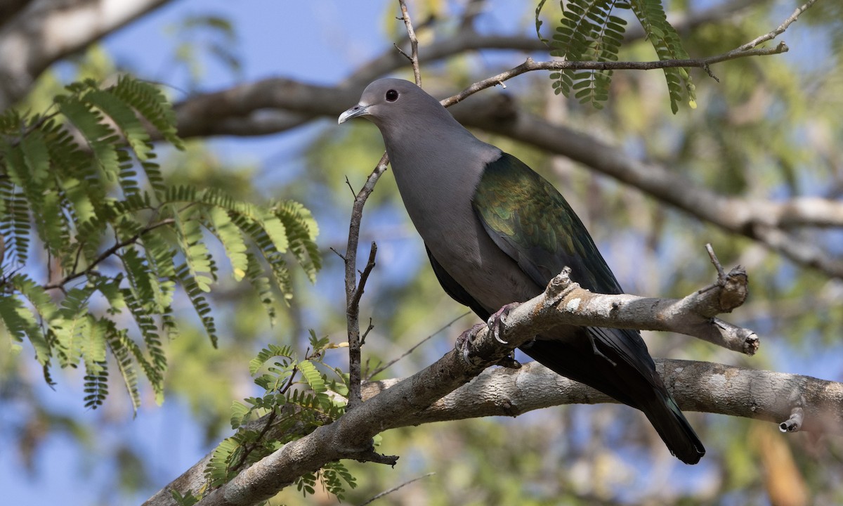 Green Imperial-Pigeon - ML622902051