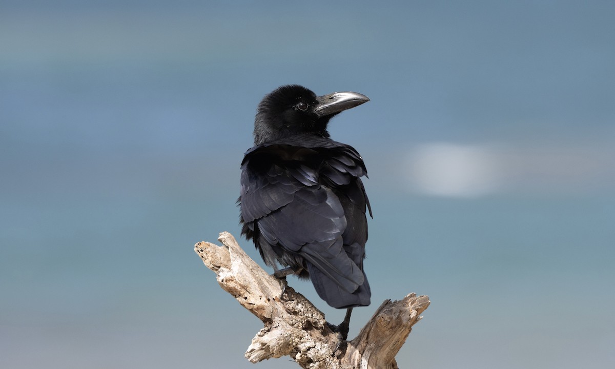 Large-billed Crow - ML622902055