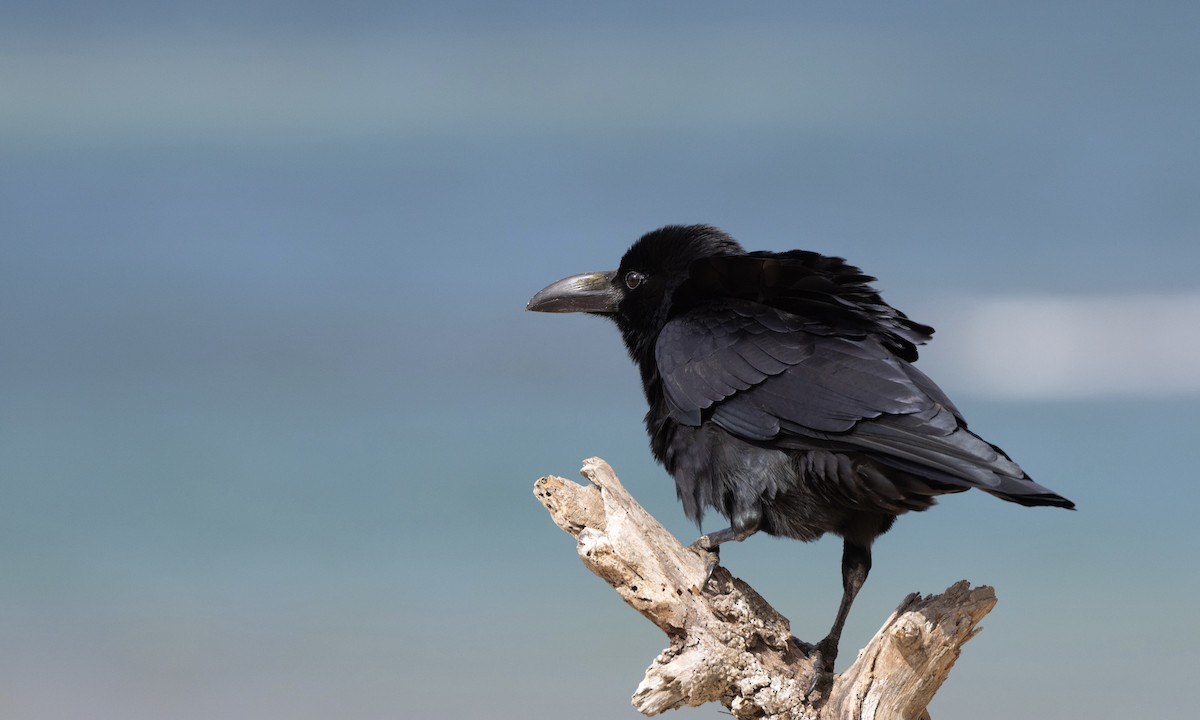 Large-billed Crow - ML622902056