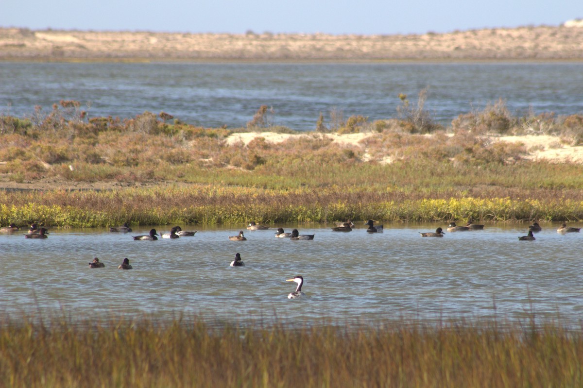 Clark's Grebe - ML622902109