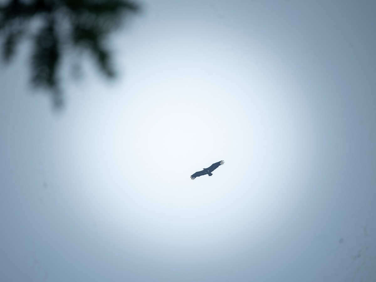 Red-headed Vulture - ML622902173