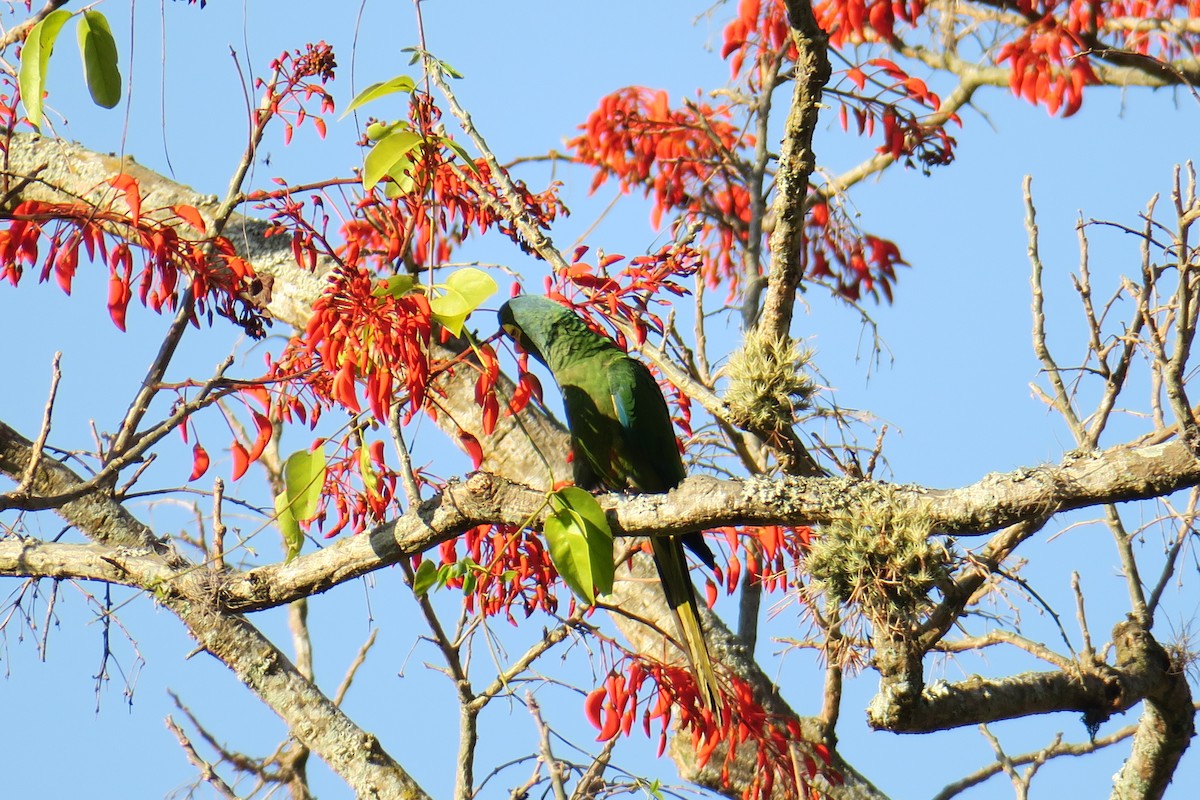 Blue-winged Macaw - ML622902191