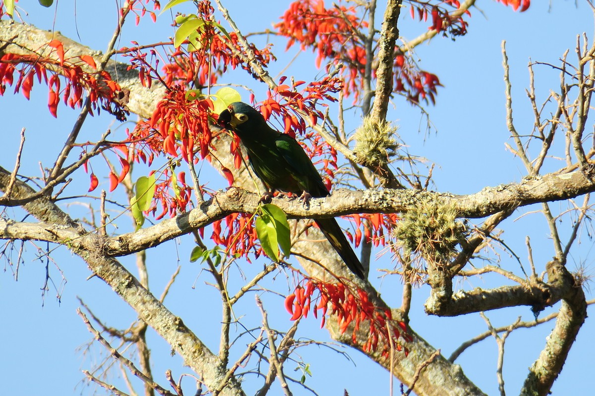 Blue-winged Macaw - ML622902192