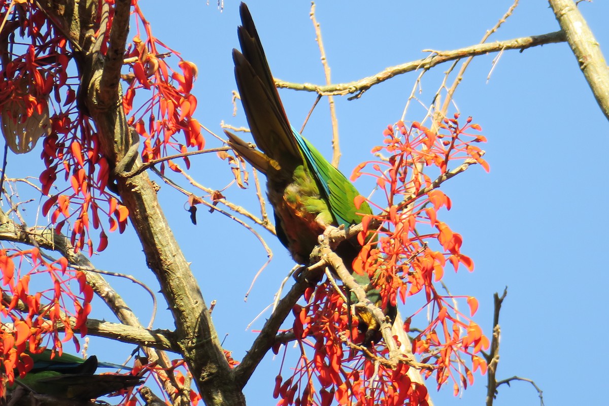 Blue-winged Macaw - ML622902193