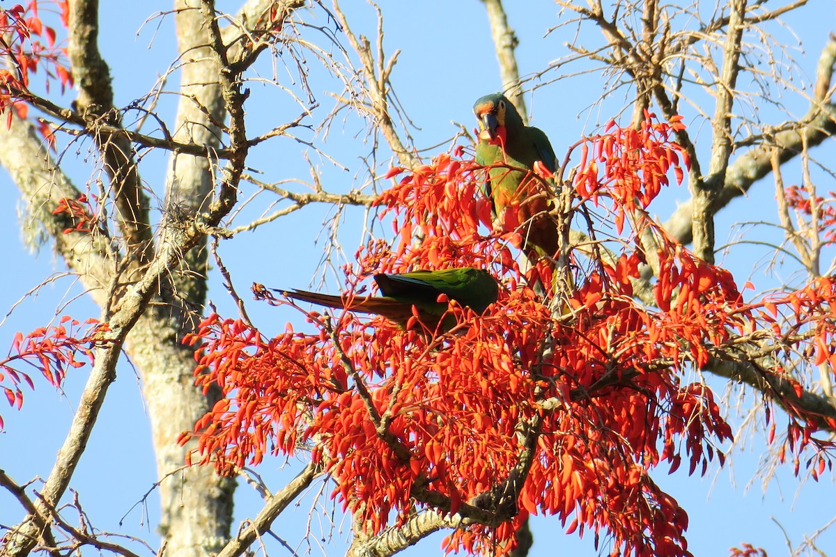 Blue-winged Macaw - ML622902194