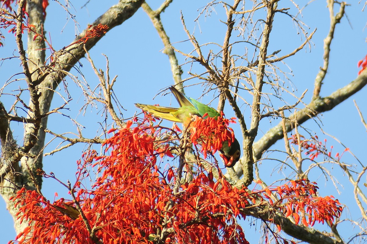 Blue-winged Macaw - ML622902196