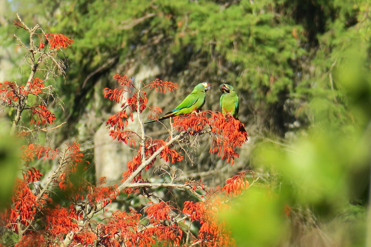 Blue-winged Macaw - ML622902197