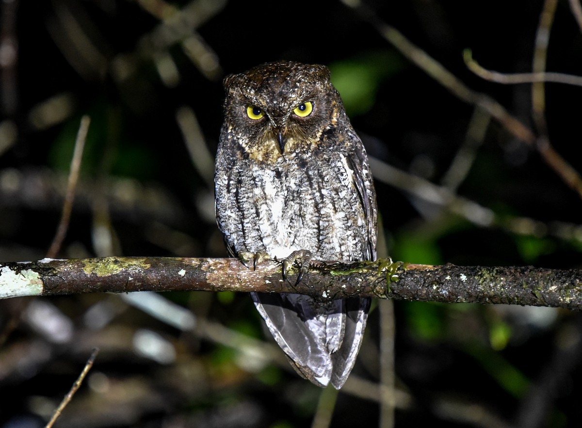 Banggai Scops-Owl - ML622902208