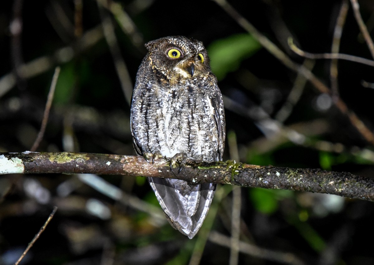 Banggai Scops-Owl - ML622902209