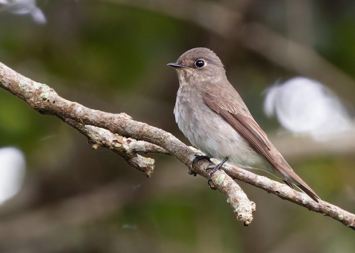 Dark-sided Flycatcher (Himalayan) - Ayuwat Jearwattanakanok