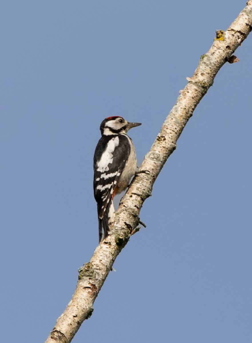 Great Spotted Woodpecker - Richard Adams