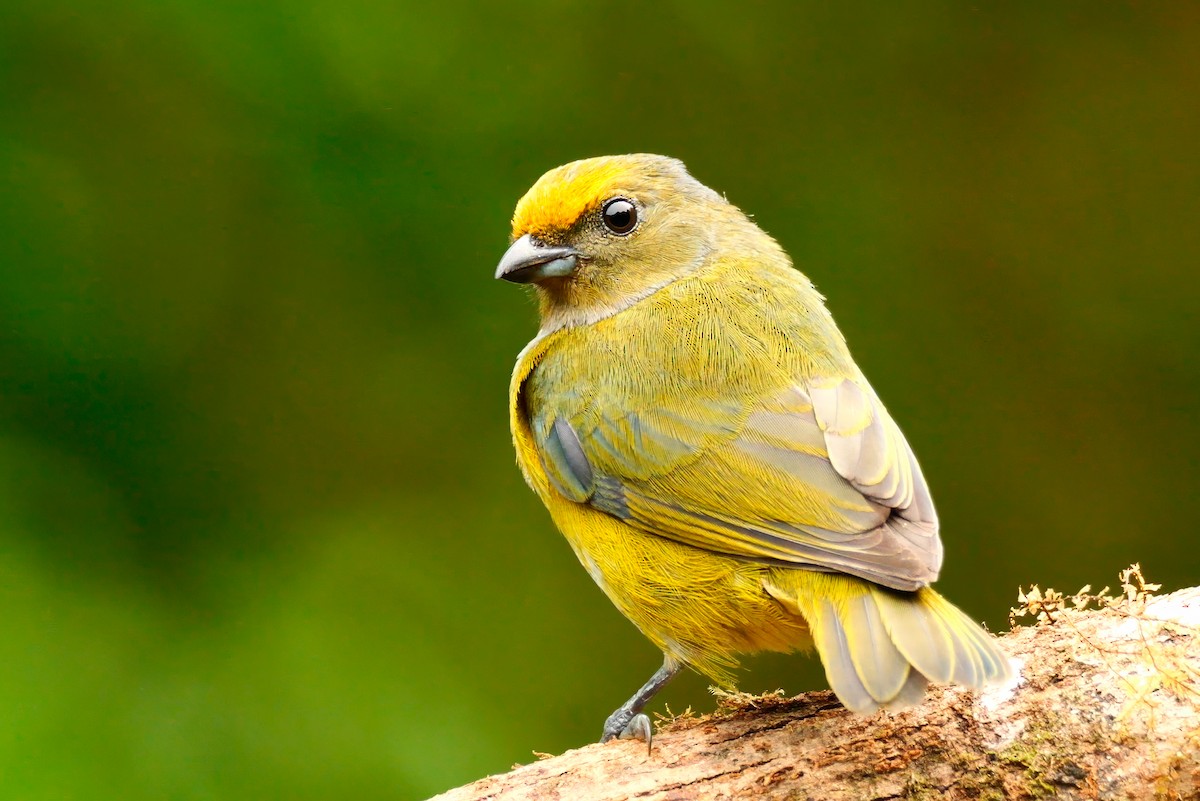 Orange-bellied Euphonia - Mike Melton