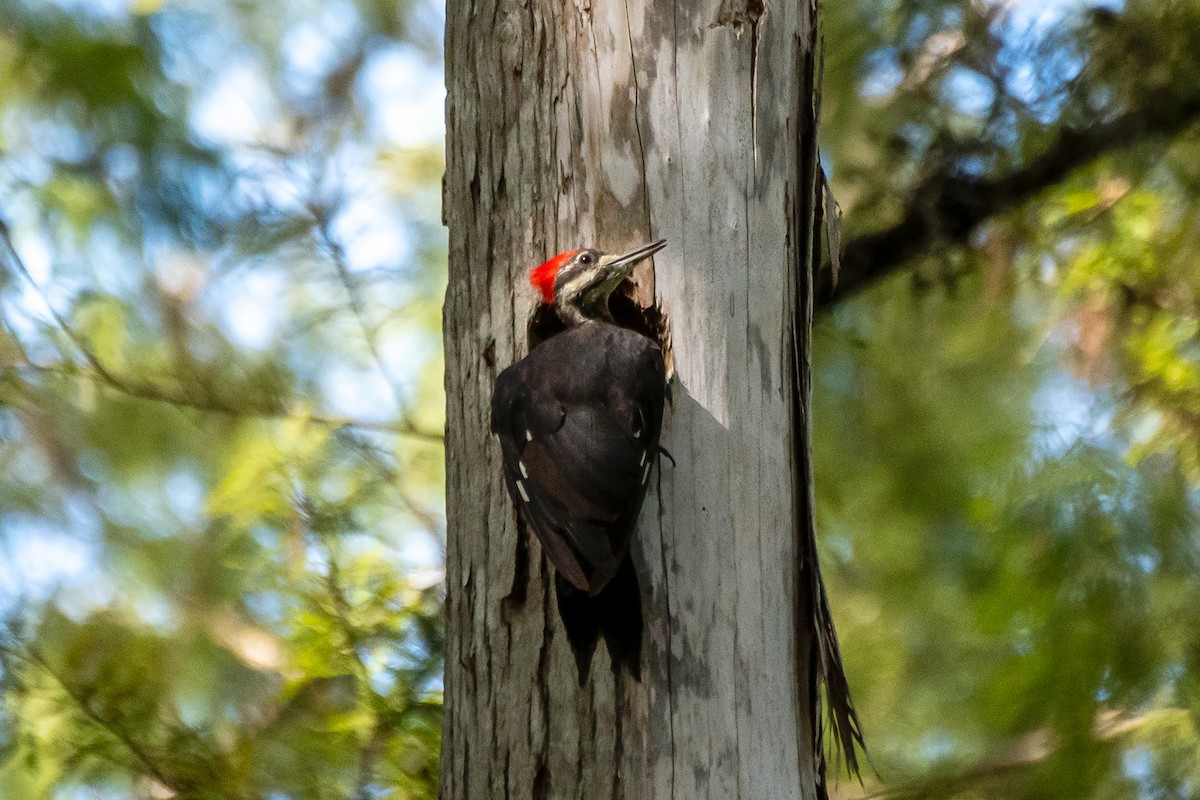 Pileated Woodpecker - ML622902359