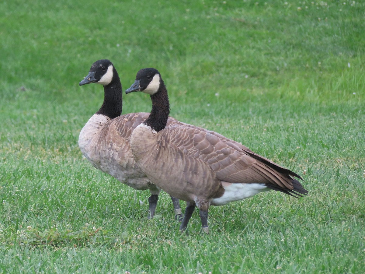 Canada Goose - Karen Richardson