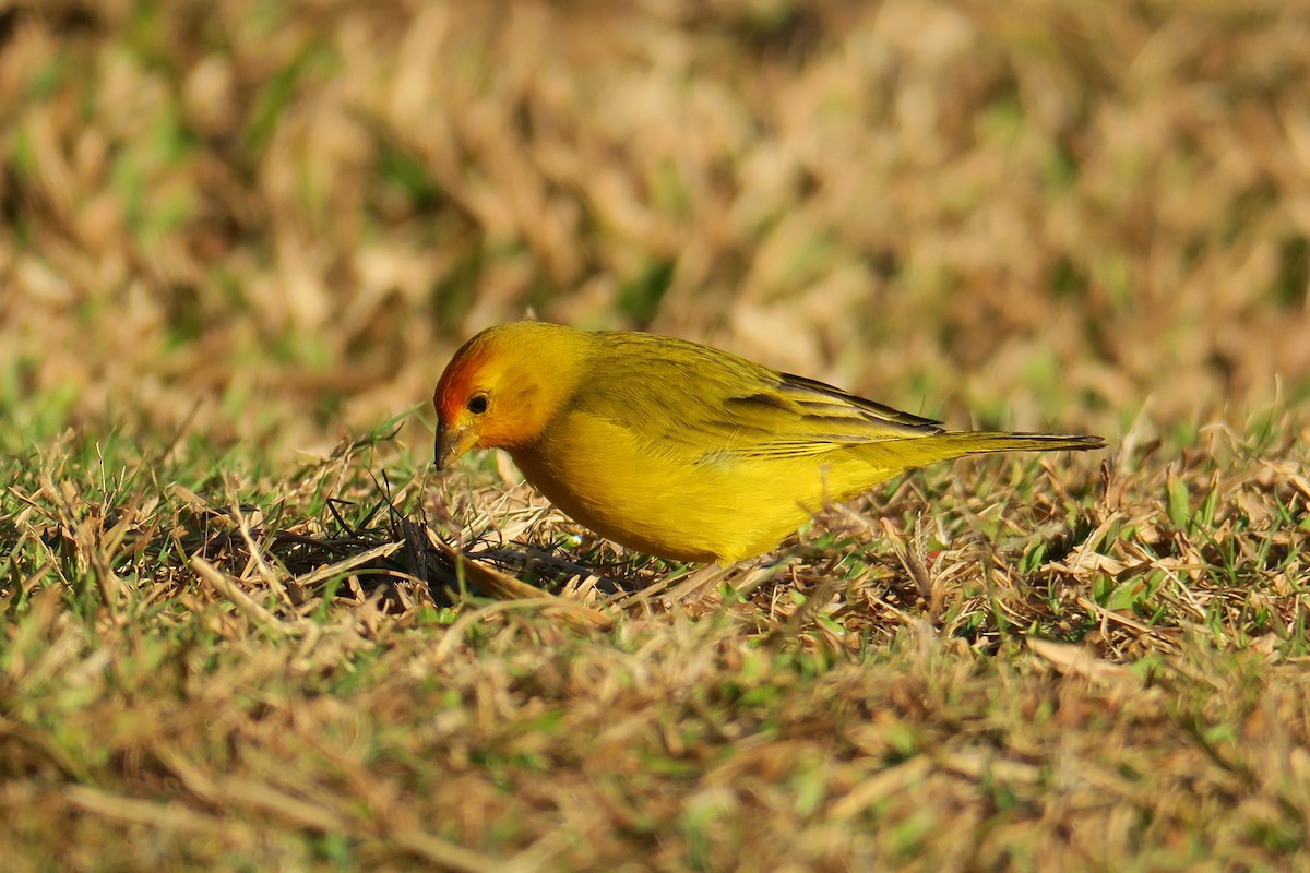 Saffron Finch - Rishi Palit