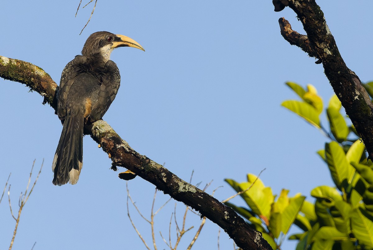 Sri Lanka Gray Hornbill - Joachim Bertrands | Ornis Birding Expeditions