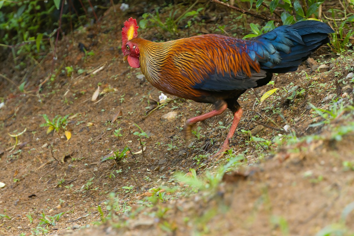 Sri Lanka Junglefowl - ML622902452