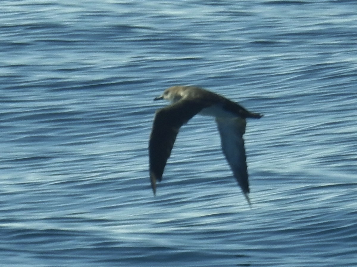 Black-vented Shearwater - ML622902463