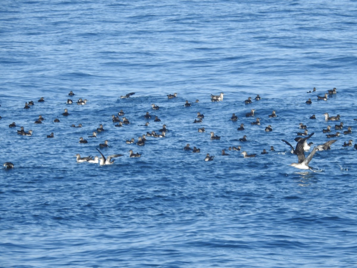 Black-vented Shearwater - ML622902464