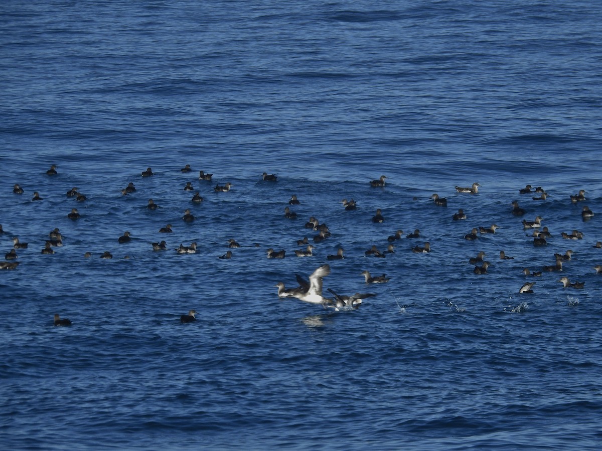 Black-vented Shearwater - ML622902465