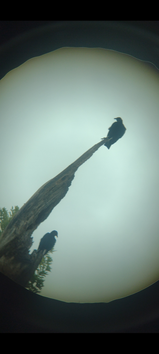 Black Vulture - Steven Romo