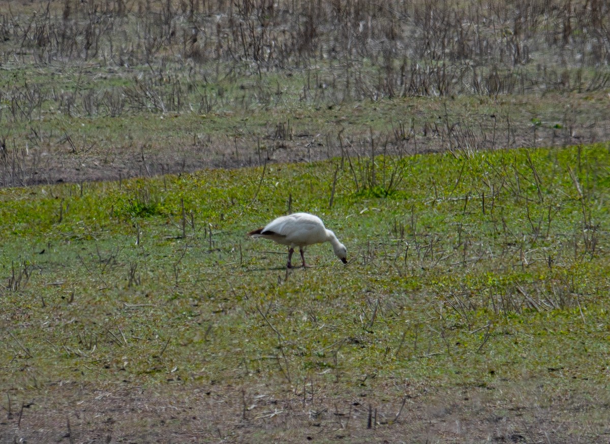 Snow Goose - eildert beeftink