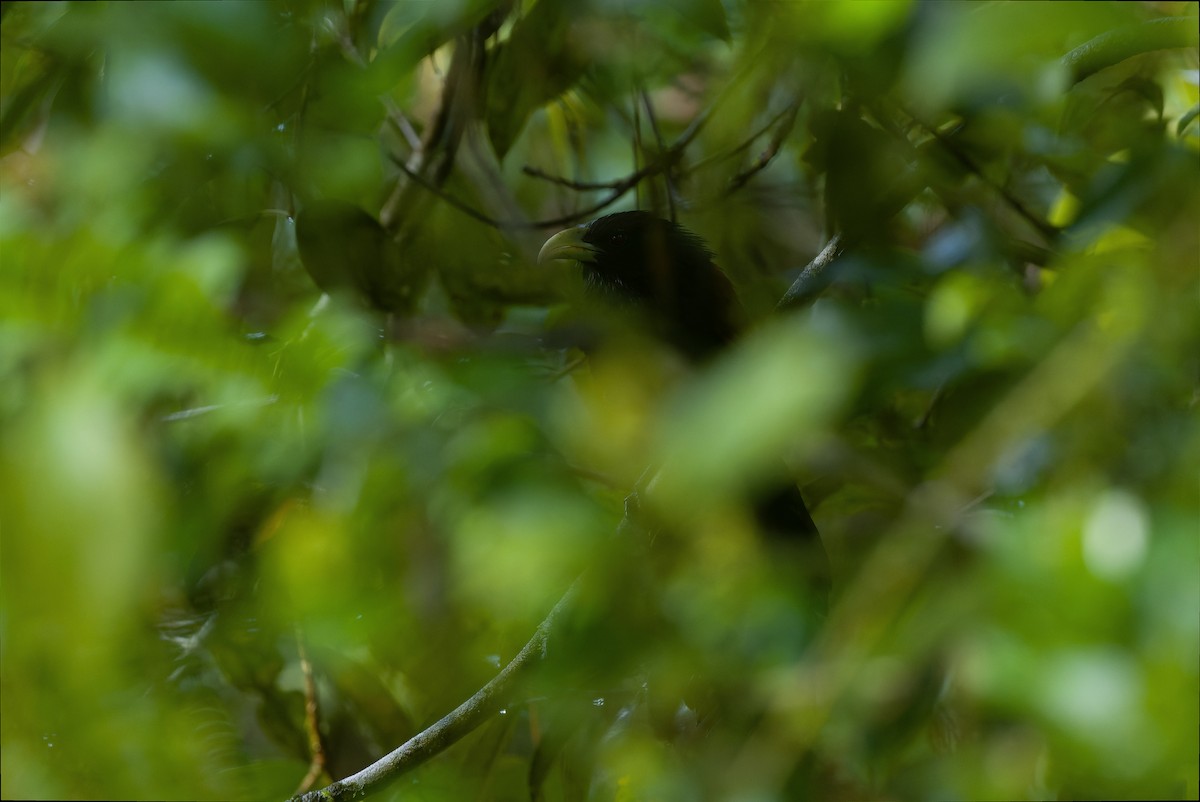 Green-billed Coucal - ML622902543