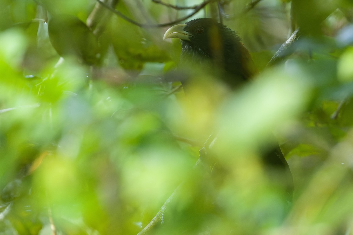 Green-billed Coucal - ML622902544