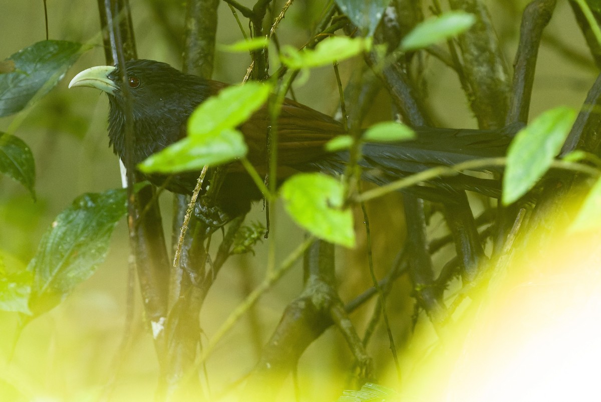 Green-billed Coucal - ML622902546