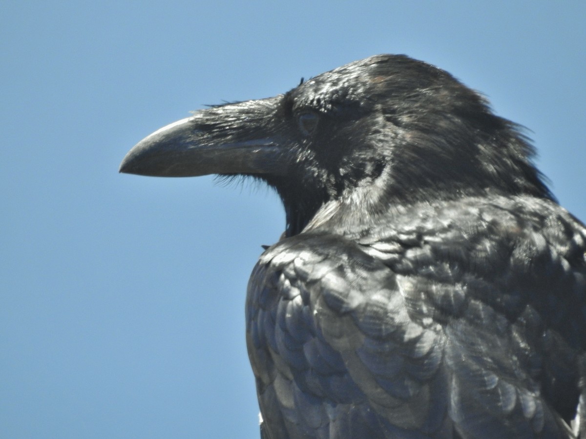 Common Raven - ML622902552