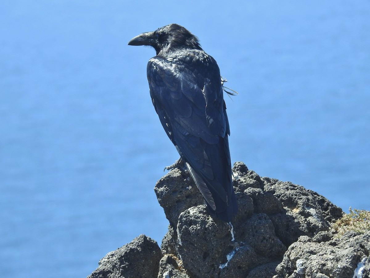 Common Raven - ML622902553