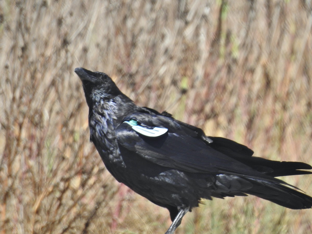 Common Raven - ML622902554