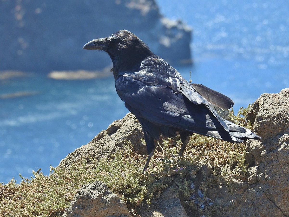 Common Raven - ML622902555