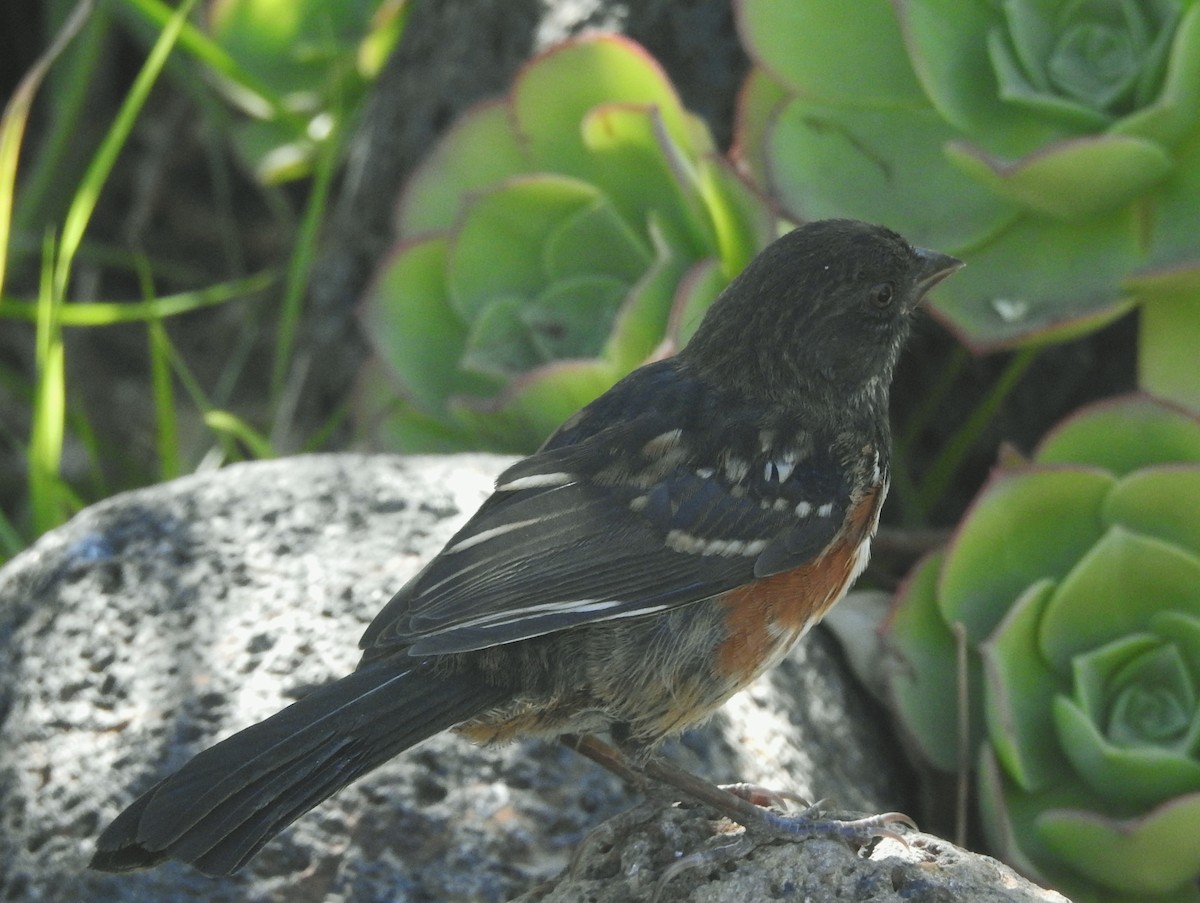 Spotted Towhee - ML622902567