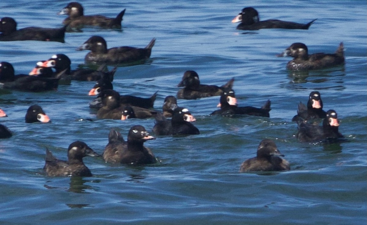 White-winged Scoter - ML622902571