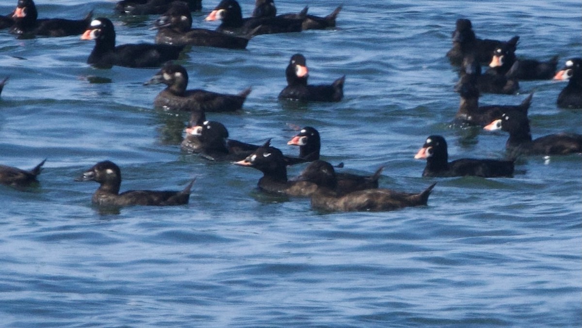 White-winged Scoter - ML622902573