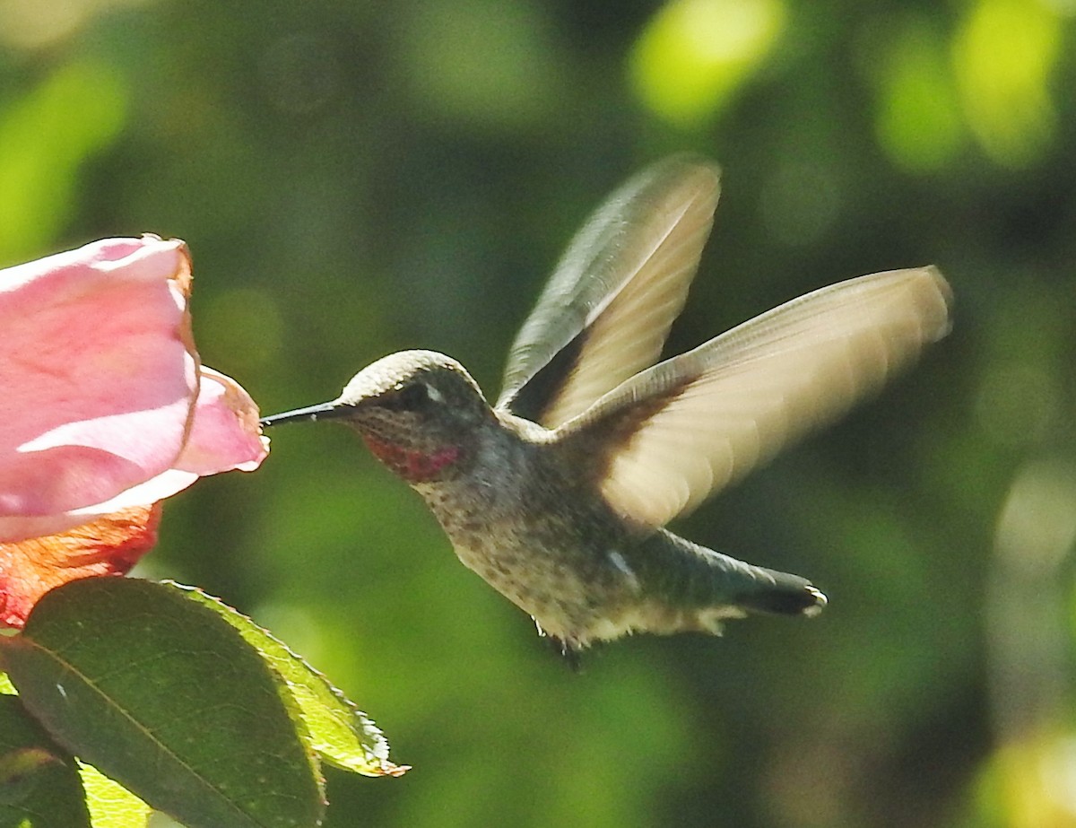 Anna's Hummingbird - ML622902579