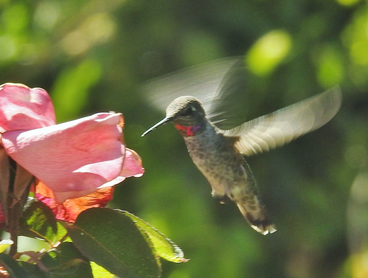 Anna's Hummingbird - ML622902580