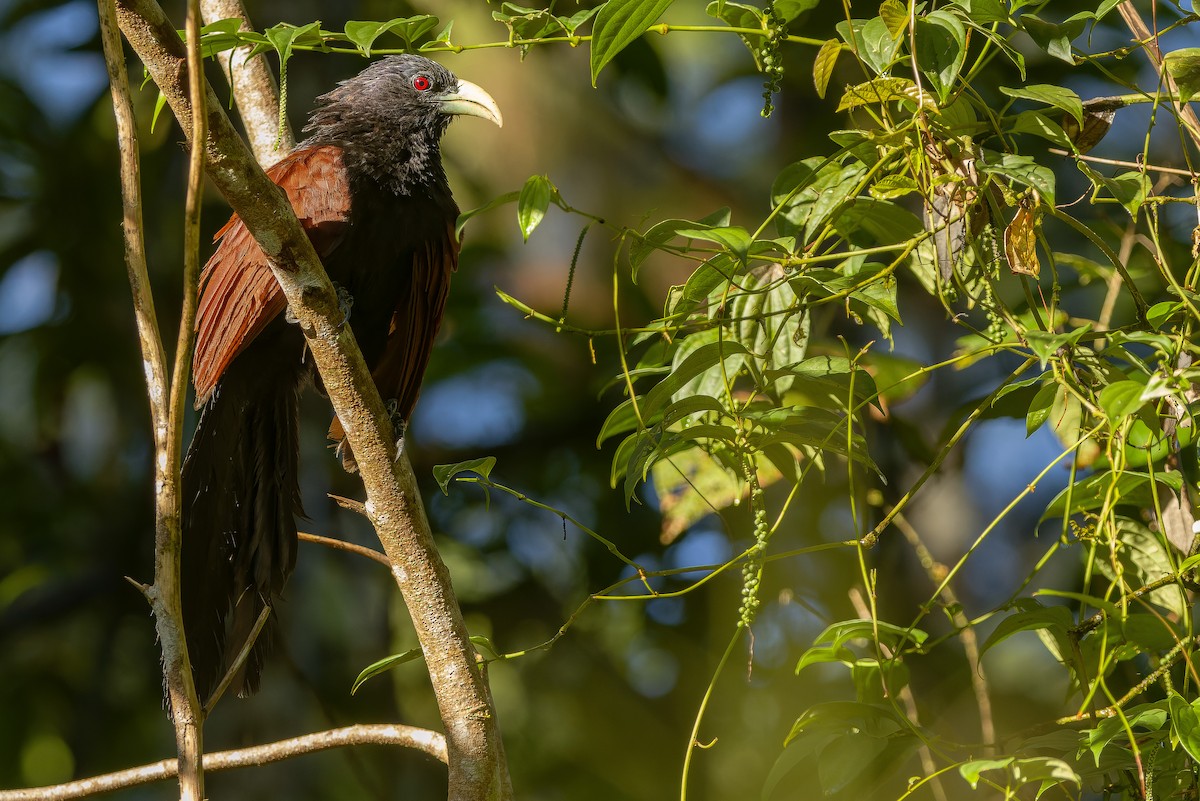 Green-billed Coucal - ML622902588