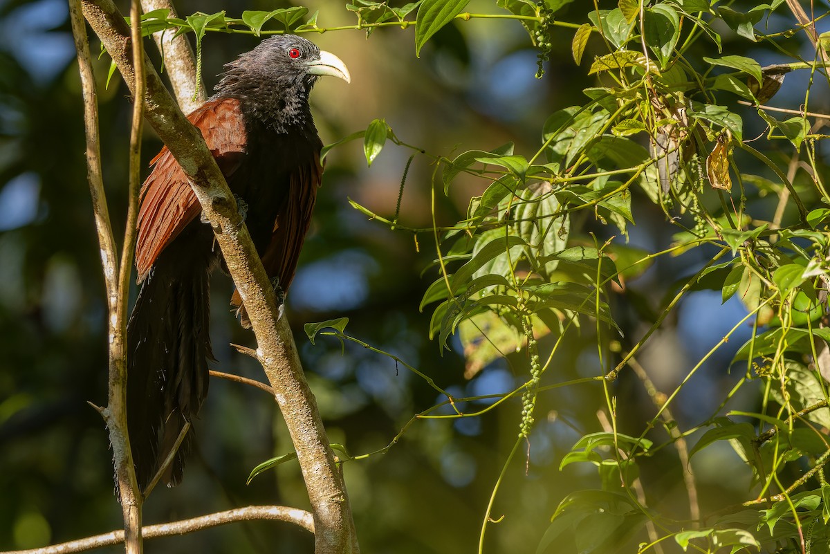 Green-billed Coucal - ML622902589